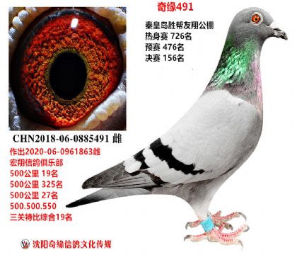 Carrier Pigeon Information Network Helmet Pigeon Public Shops in various places (Carrier Pigeon Public Shops Raceid)